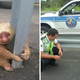 Illustration for article titled Ecuador Cops Save Tiny Terrified Sloth In Most Adorable Highway Rescue Ever